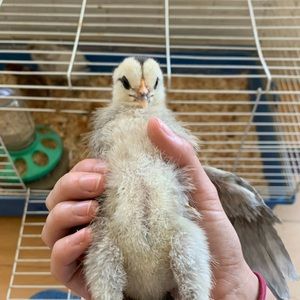 Meet your Posher, Zane